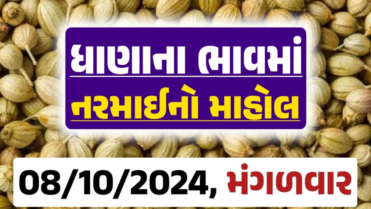 Dhana Price 08-10-2024 આજના ધાણા ના બજાર ભાવ gkmarugujarat.com