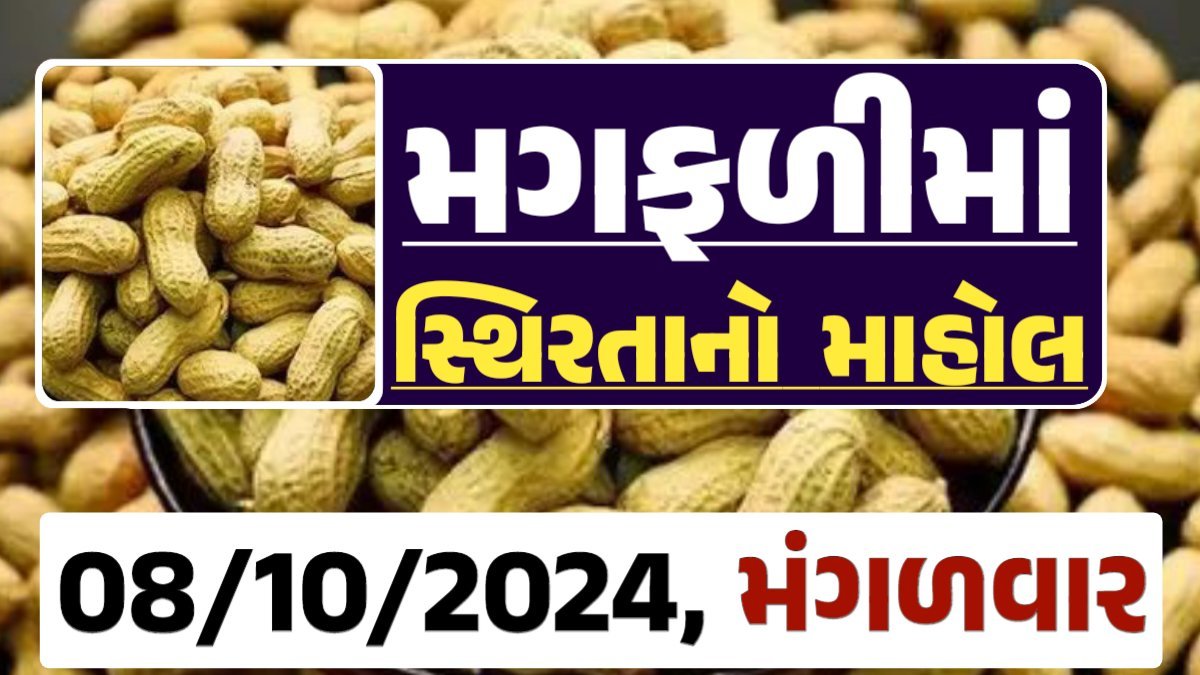 Magfali Price 08-10-2024 જાડી અને જીણી મગફળીના ભાવ Gkmarugujarat.com