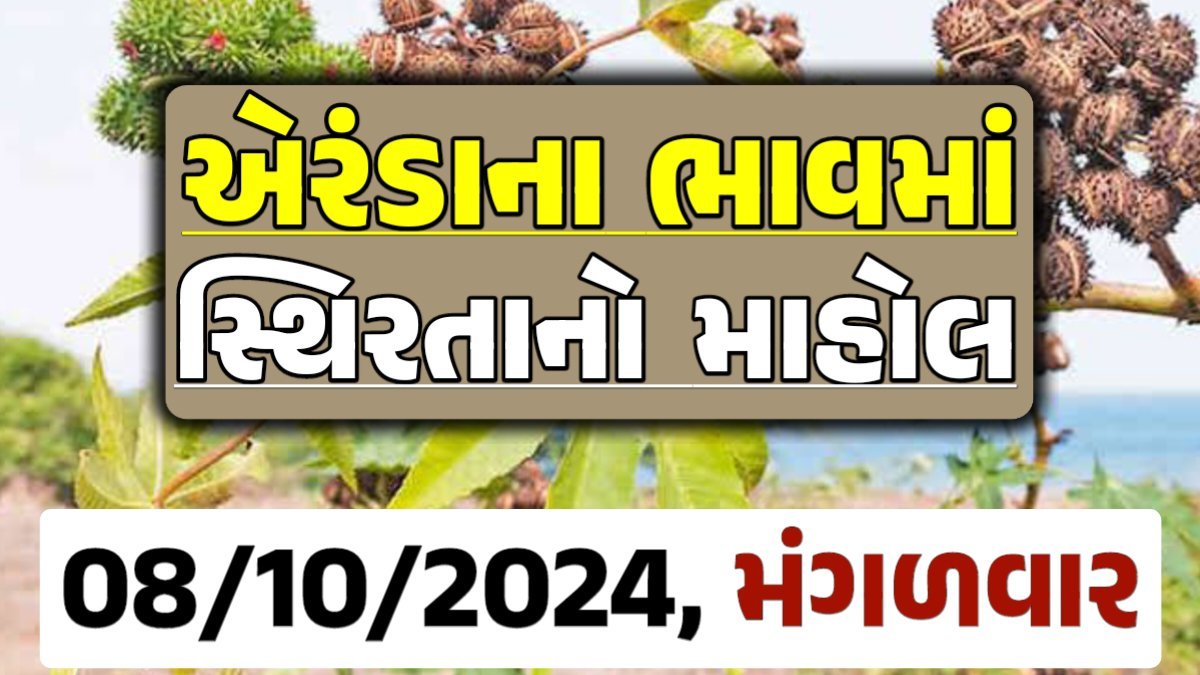 Eranda Price 08-10-2024 આજના એરંડા ના બજાર ભાવ gkmarugujarat.com