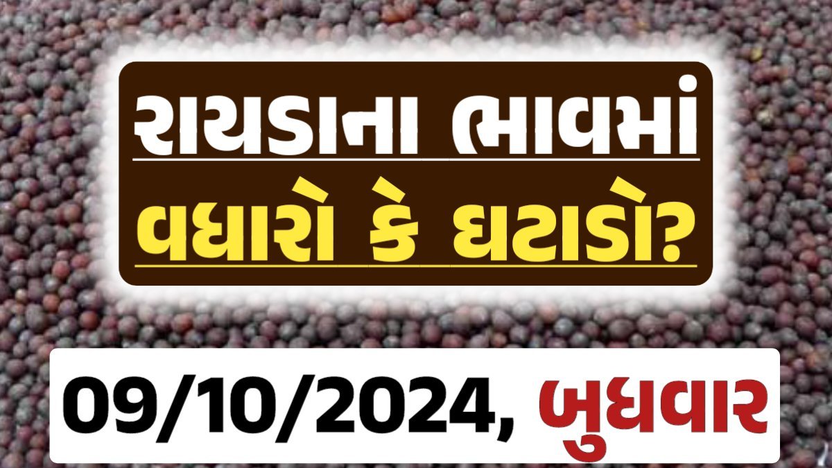 Rayda Price 09-10-2024 આજના રાયડા ના બજાર ભાવ gkmarugujarat.com