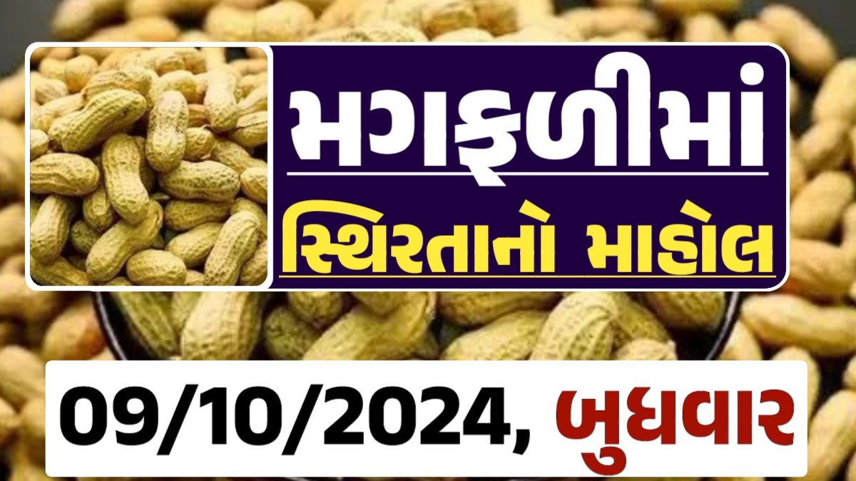 Magfali Price 09-10-2024 જાડી અને જીણી મગફળીના ભાવ Gkmarugujarat.com