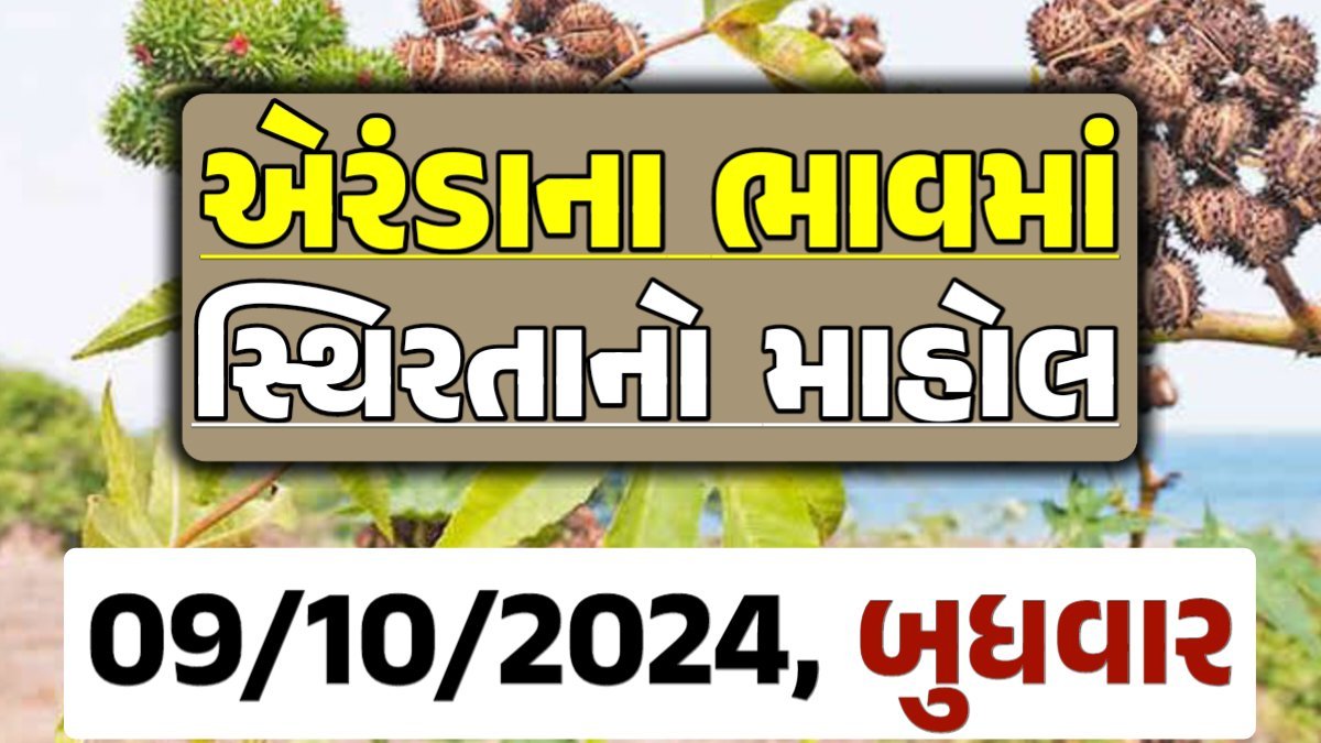 Eranda Price 09-10-2024 આજના એરંડા ના બજાર ભાવ gkmarugujarat.com