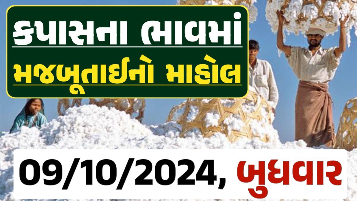 Cotton Price 09-10-2024 કપાસ બજાર ભાવ gkmarugujarat.com