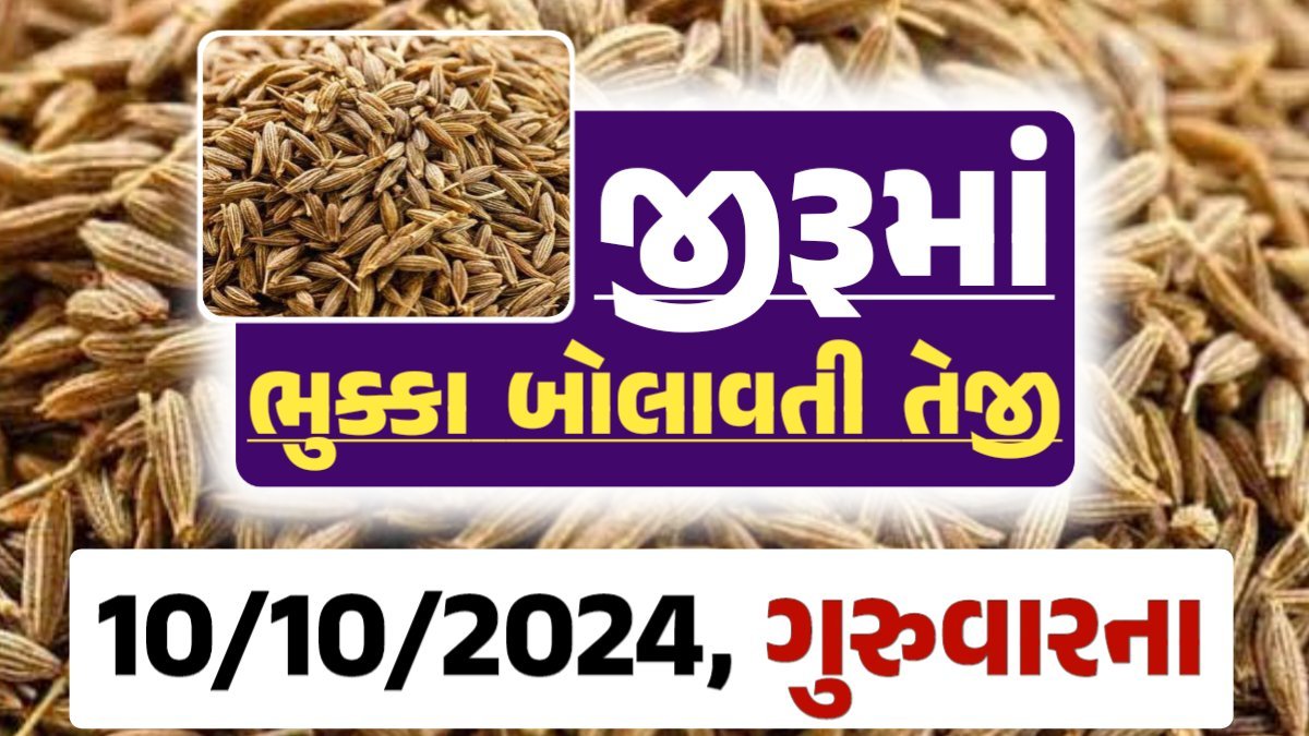 jiru Price 10-10-2024 આજના જીરૂ ના બજાર ભાવ gkmarugujarat.com