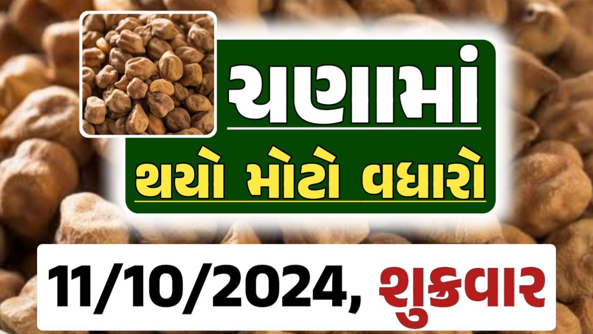 Chana Price 11-10-2024 આજના ચણા ના બજાર ભાવ gkmarugujarat.com