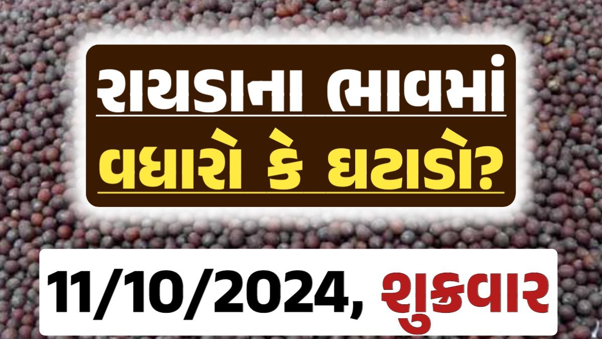 Rayda Price 11-10-2024 આજના રાયડા ના બજાર ભાવ gkmarugujarat.com
