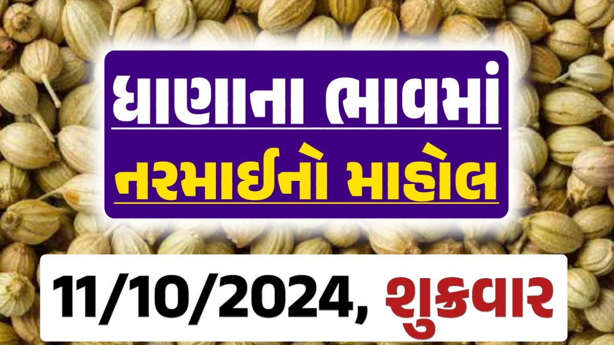 Dhana Price 11-10-2024 આજના ધાણા ના બજાર ભાવ gkmarugujarat.com