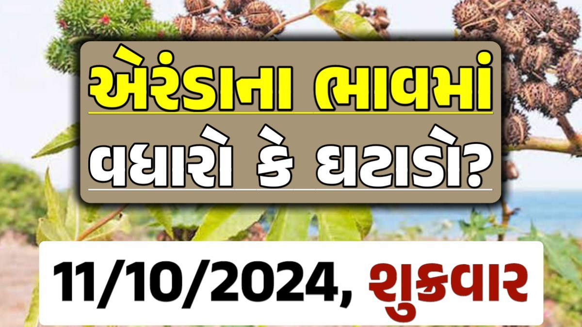 Eranda Price 11-10-2024 આજના એરંડા ના બજાર ભાવ gkmarugujarat.com