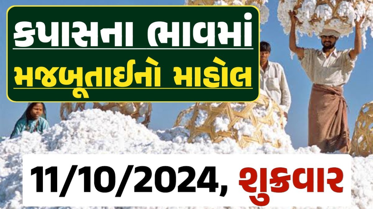 Cotton Price 11-10-2024 કપાસ બજાર ભાવ gkmarugujarat.com