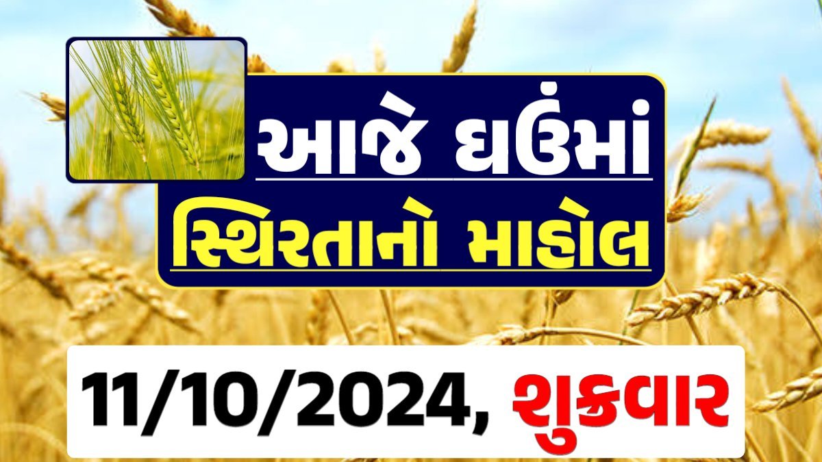 Ghau Price 11-10-2024 આજના લોકવન અને ટુકડા ઘઉં ના બજાર ભાવ gkmarugujarat.com