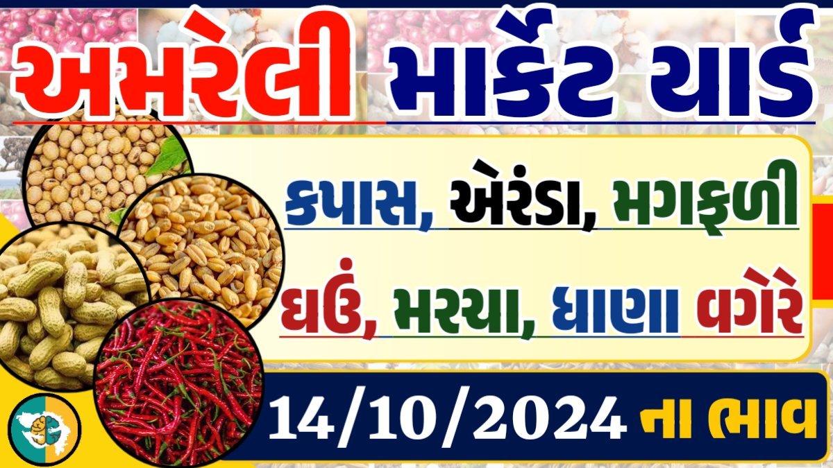Amreli Apmc Rate 14-10-2024 આજના અમરેલી માર્કેટ બજાર ભાવ Gkmarugujarat.com