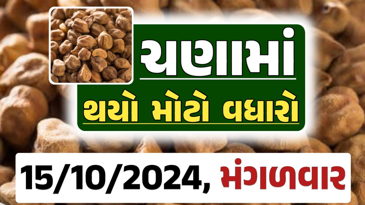 Chana Price 15-10-2024 આજના ચણા ના બજાર ભાવ gkmarugujarat.com