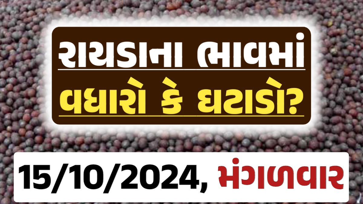 Rayda Price 15-10-2024 આજના રાયડા ના બજાર ભાવ gkmarugujarat.com