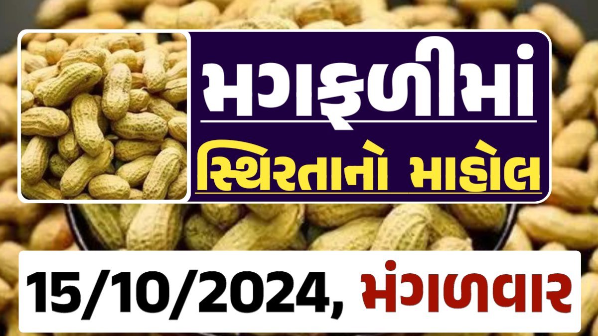 Magfali Price 15-10-2024 જાડી અને જીણી મગફળીના ભાવ Gkmarugujarat.com