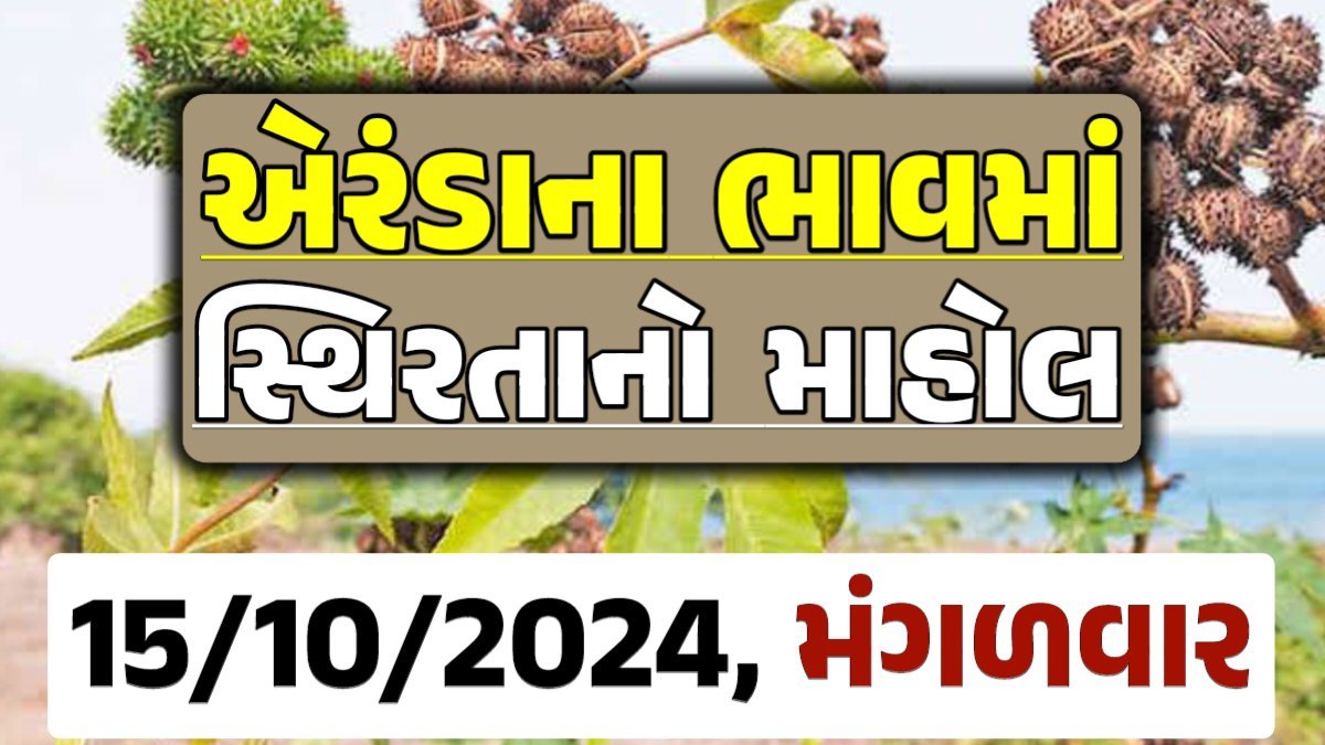 Eranda Price 15-10-2024 આજના એરંડા ના બજાર ભાવ gkmarugujarat.com