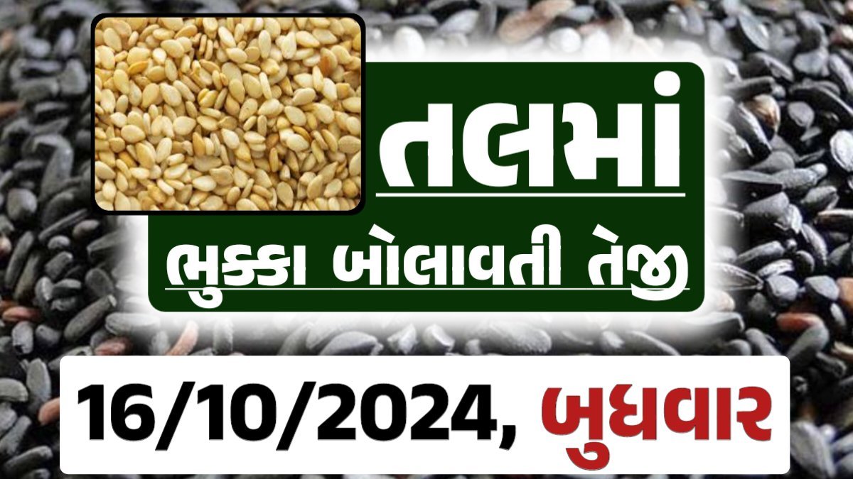 Tal price 16-10-2024 આજના સફેદ અને કાળા તલ ના બજાર ભાવ Gkmarugujarat.com