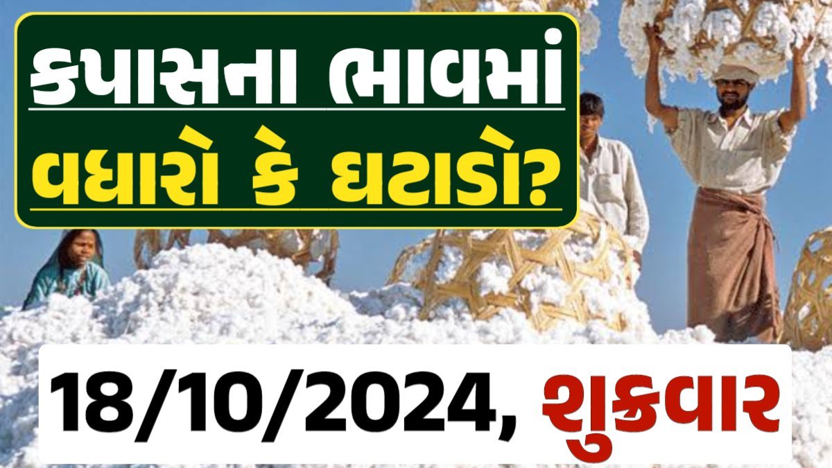 Cotton Price 18-10-2024 કપાસ બજાર ભાવ gkmarugujarat.com