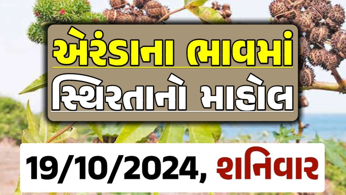 Eranda Price 19-10-2024 આજના એરંડા ના બજાર ભાવ gkmarugujarat.com