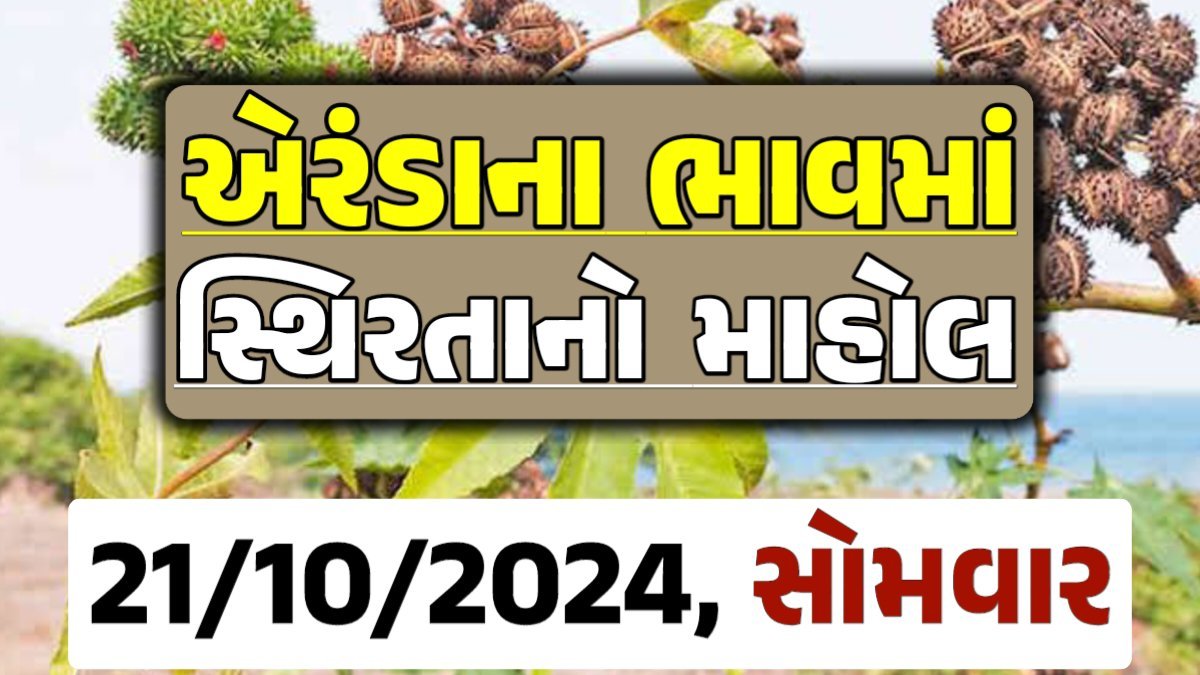 Eranda Price 21-10-2024 આજના એરંડા ના બજાર ભાવ gkmarugujarat.com