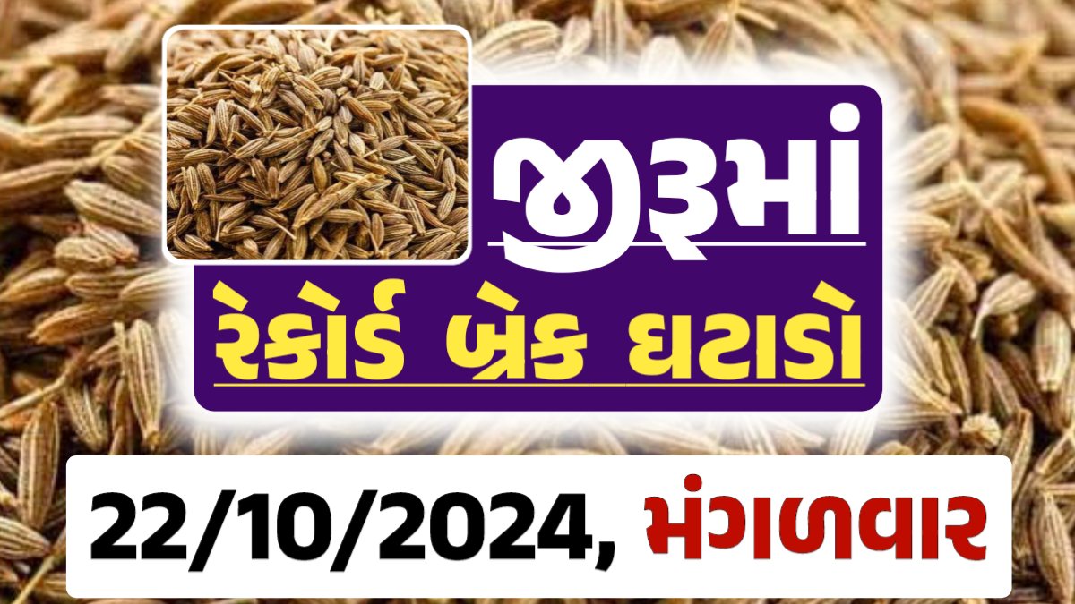 jiru Price 22-10-2024 આજના જીરૂ ના બજાર ભાવ gkmarugujarat.com