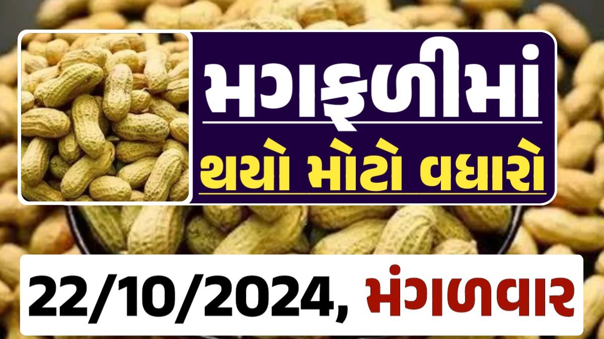 મગફળી ના બજારભાવ - Today Magfali Price 22-10-2024 જાડી મગફળીના આજના બજાર ભાવ અને જીણી મગફળી ના આજના બજાર ઉંચો ભાવ