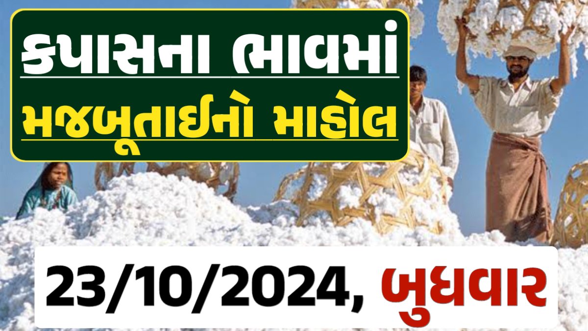 Cotton Price 23-10-2024 કપાસ બજાર ભાવ gkmarugujarat.com