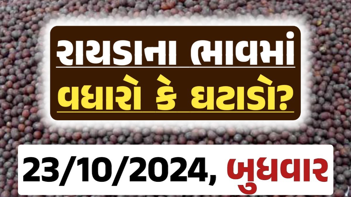 Rayda Price 23-10-2024 આજના રાયડા ના બજાર ભાવ gkmarugujarat.com