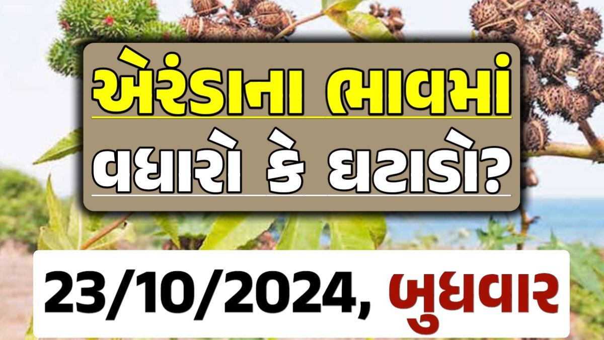 Eranda Price 23-10-2024 આજના એરંડા ના બજાર ભાવ gkmarugujarat.com