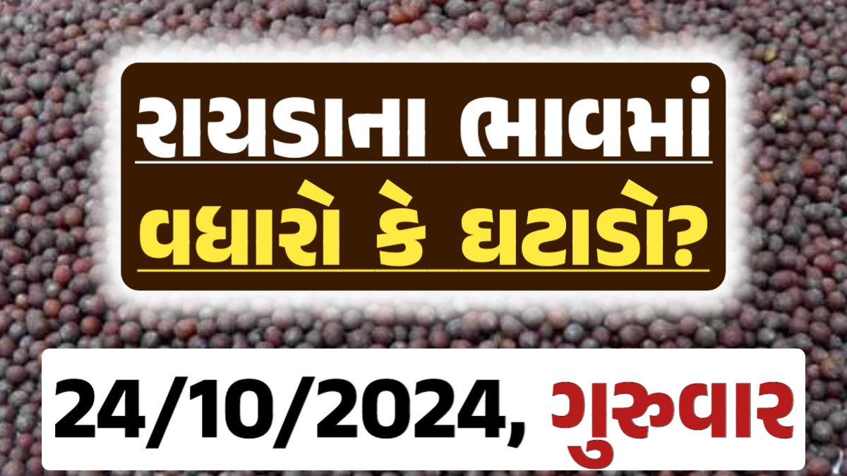 Rayda Price 24-10-2024 આજના રાયડા ના બજાર ભાવ gkmarugujarat.com