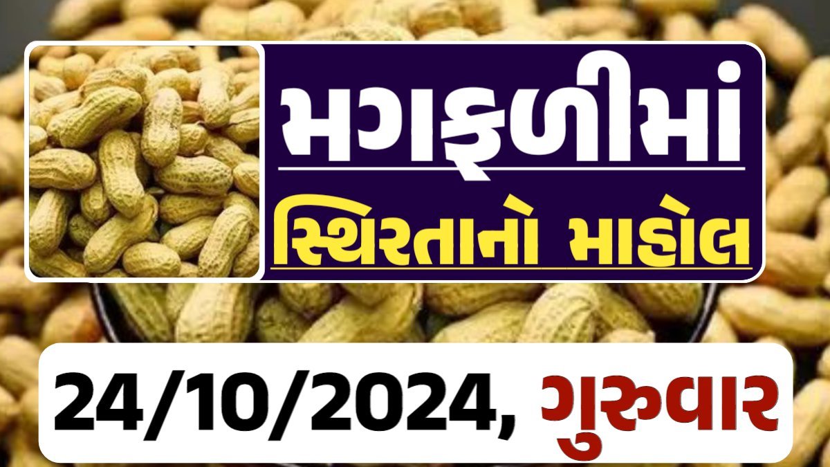 મગફળી ના બજારભાવ - Today Magfali Price 24-10-2024 જાડી મગફળીના આજના બજાર ભાવ અને જીણી મગફળી ના આજના બજાર ઉંચો ભાવ