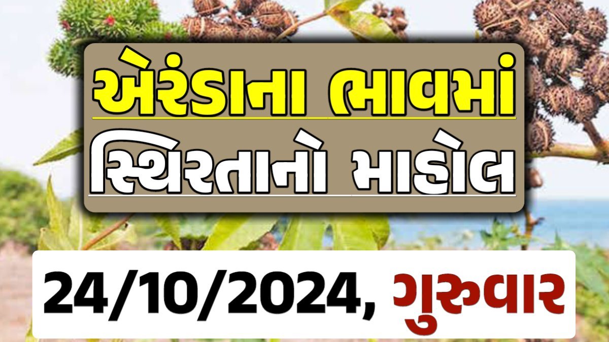 Eranda Price 24-10-2024 આજના એરંડા ના બજાર ભાવ gkmarugujarat.com