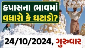 Cotton Price 24-10-2024 કપાસ બજાર ભાવ gkmarugujarat.com