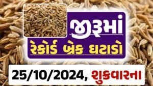 jiru Price 25-10-2024 આજના જીરૂ ના બજાર ભાવ gkmarugujarat.com