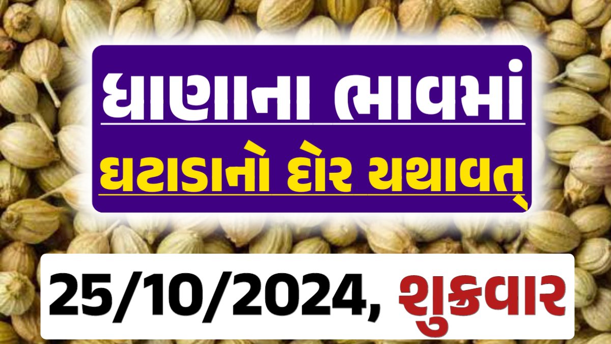 Dhana Price 25-10-2024 આજના ધાણા ના બજાર ભાવ gkmarugujarat.com