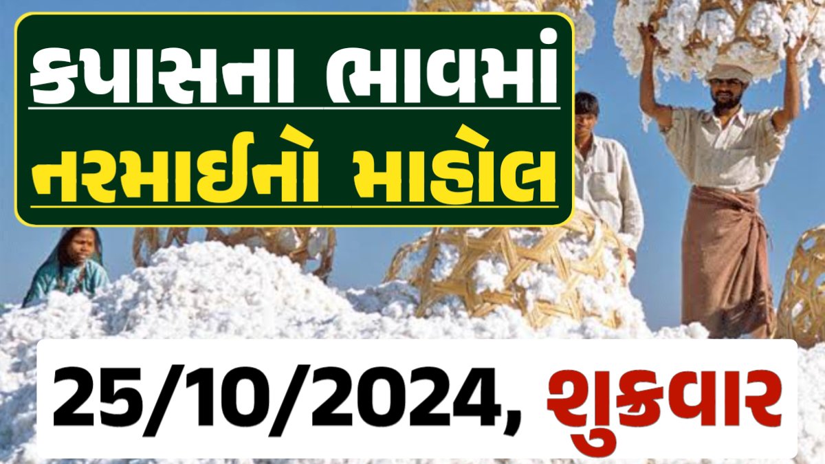 Cotton Price 25-10-2024 કપાસ બજાર ભાવ gkmarugujarat.com