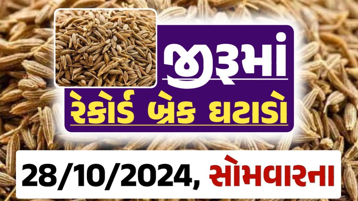 jiru Price 28-10-2024 આજના જીરૂ ના બજાર ભાવ gkmarugujarat.com