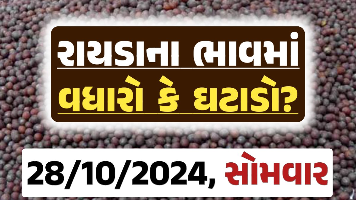 Rayda Price 28-10-2024 આજના રાયડા ના બજાર ભાવ gkmarugujarat.com