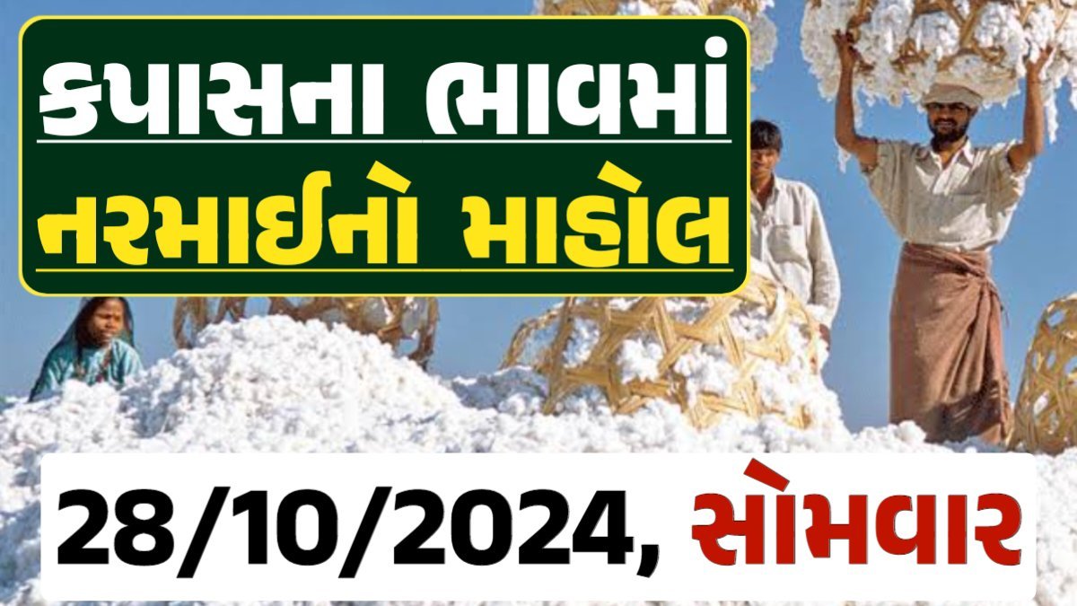 Cotton Price 28-10-2024 કપાસ બજાર ભાવ gkmarugujarat.com