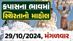 Cotton Price 29-10-2024 કપાસ બજાર ભાવ gkmarugujarat.com