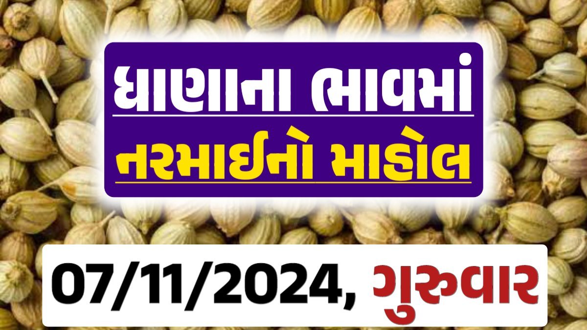 Dhana Price 07-11-2024 આજના ધાણા ના બજાર ભાવ gkmarugujarat.com