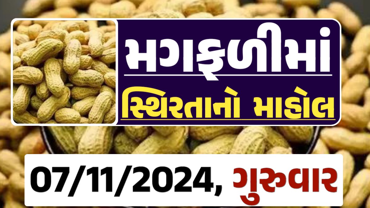 મગફળી ના બજારભાવ - Today Magfali Price 07-11-2024 જાડી મગફળીના આજના બજાર ભાવ અને જીણી મગફળી ના આજના બજાર ઉંચો ભાવ