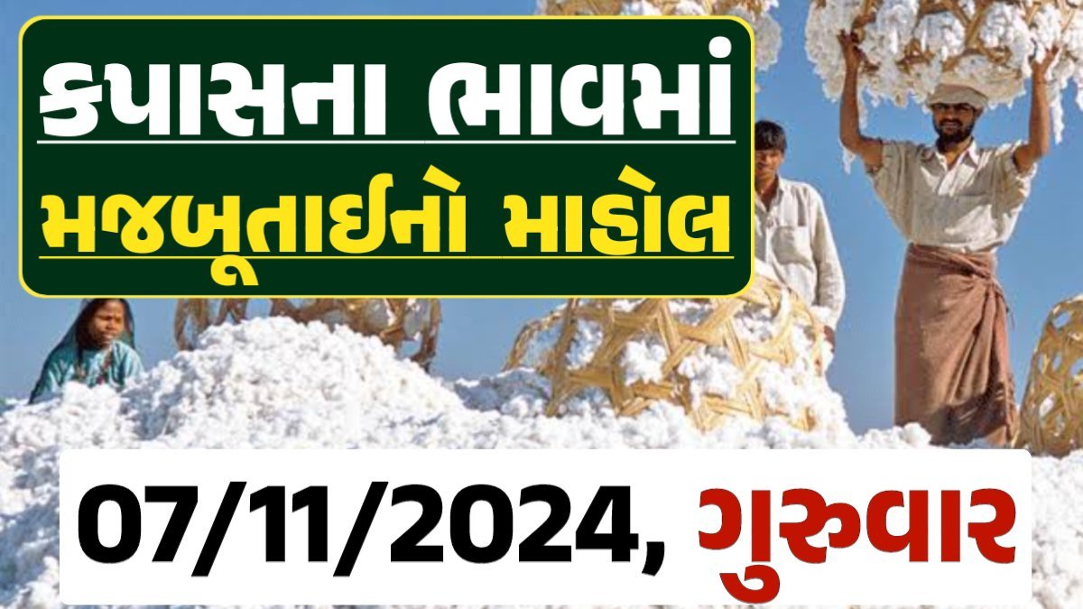 Cotton Price 07-11-2024 કપાસ બજાર ભાવ gkmarugujarat.com