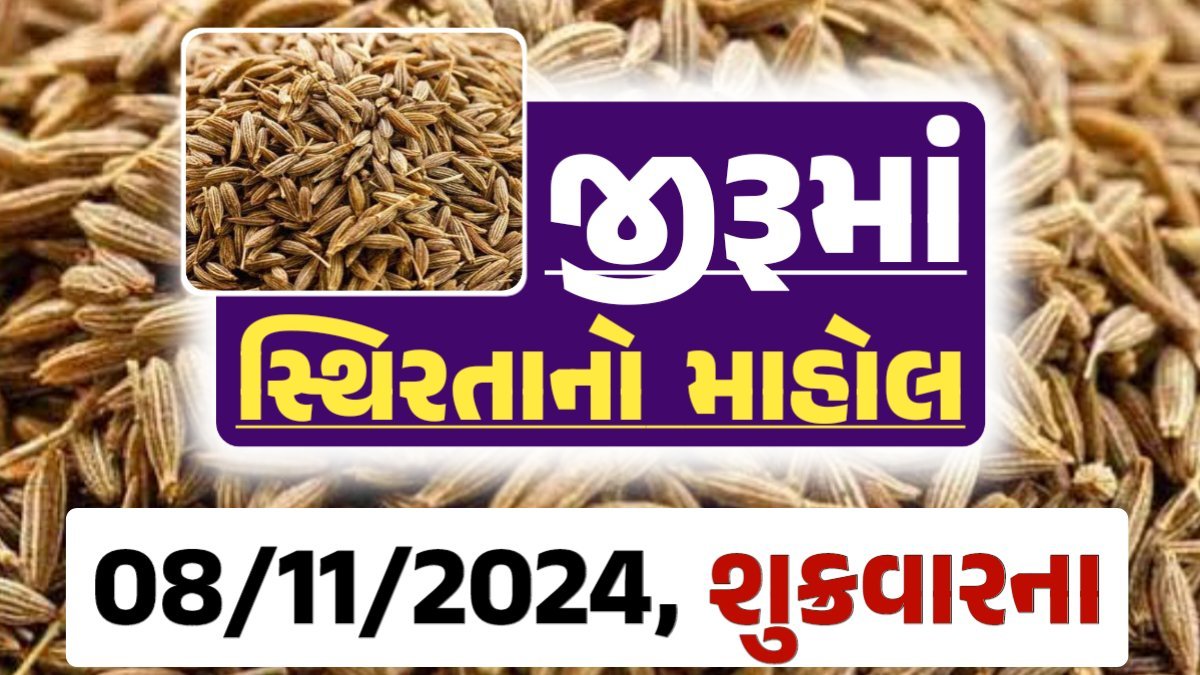 jiru Price 08-11-2024 આજના જીરૂ ના બજાર ભાવ gkmarugujarat.com