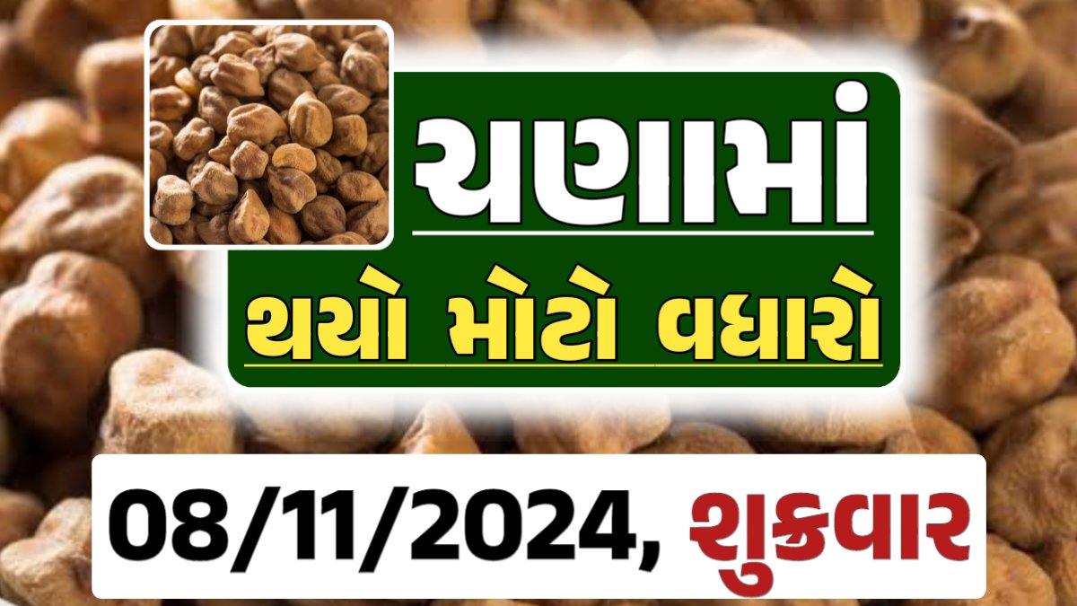 Chana Price 08-11-2024 આજના ચણા ના બજાર ભાવ gkmarugujarat.com
