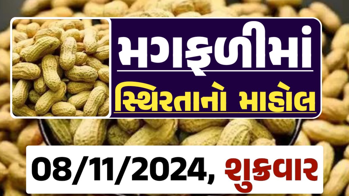 મગફળી ના બજારભાવ - Today Magfali Price 08-11-2024 જાડી મગફળીના આજના બજાર ભાવ અને જીણી મગફળી ના આજના બજાર ઉંચો ભાવ