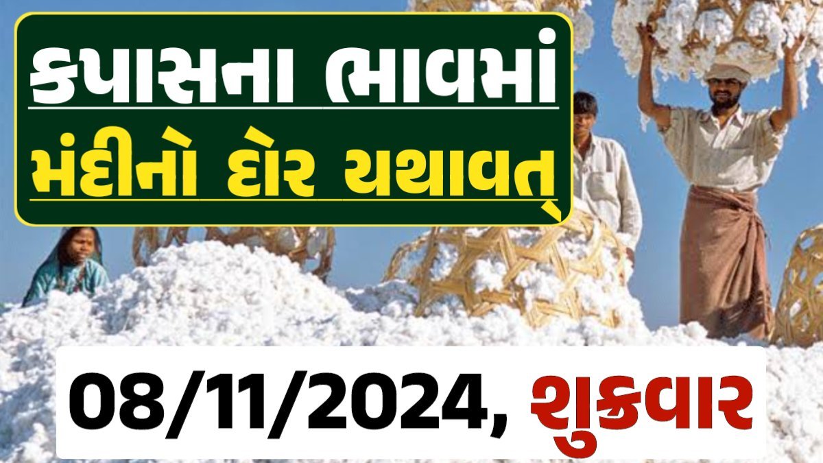 Cotton Price 08-11-2024 કપાસ બજાર ભાવ gkmarugujarat.com