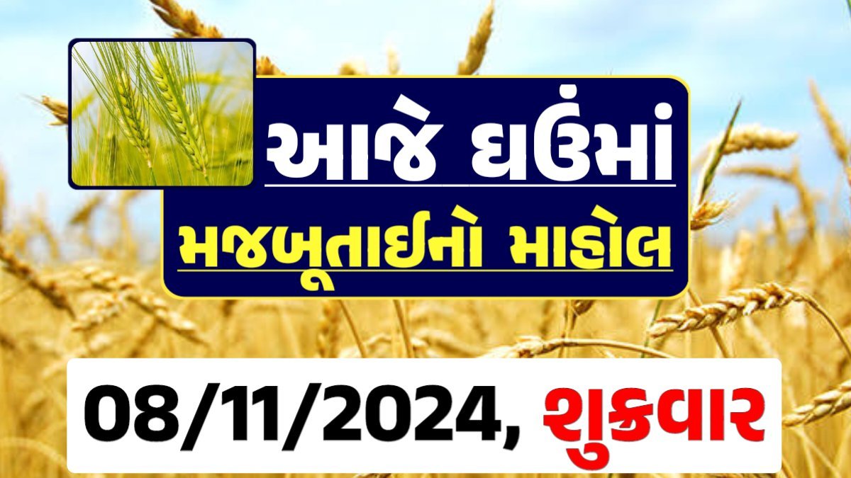Ghau Price 08-11-2024 આજના લોકવન અને ટુકડા ઘઉં ના બજાર ભાવ gkmarugujarat.com