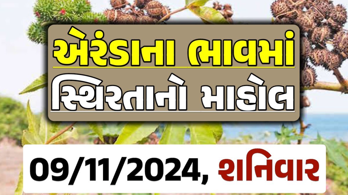 Eranda Price 09-11-2024 આજના એરંડા ના બજાર ભાવ gkmarugujarat.com