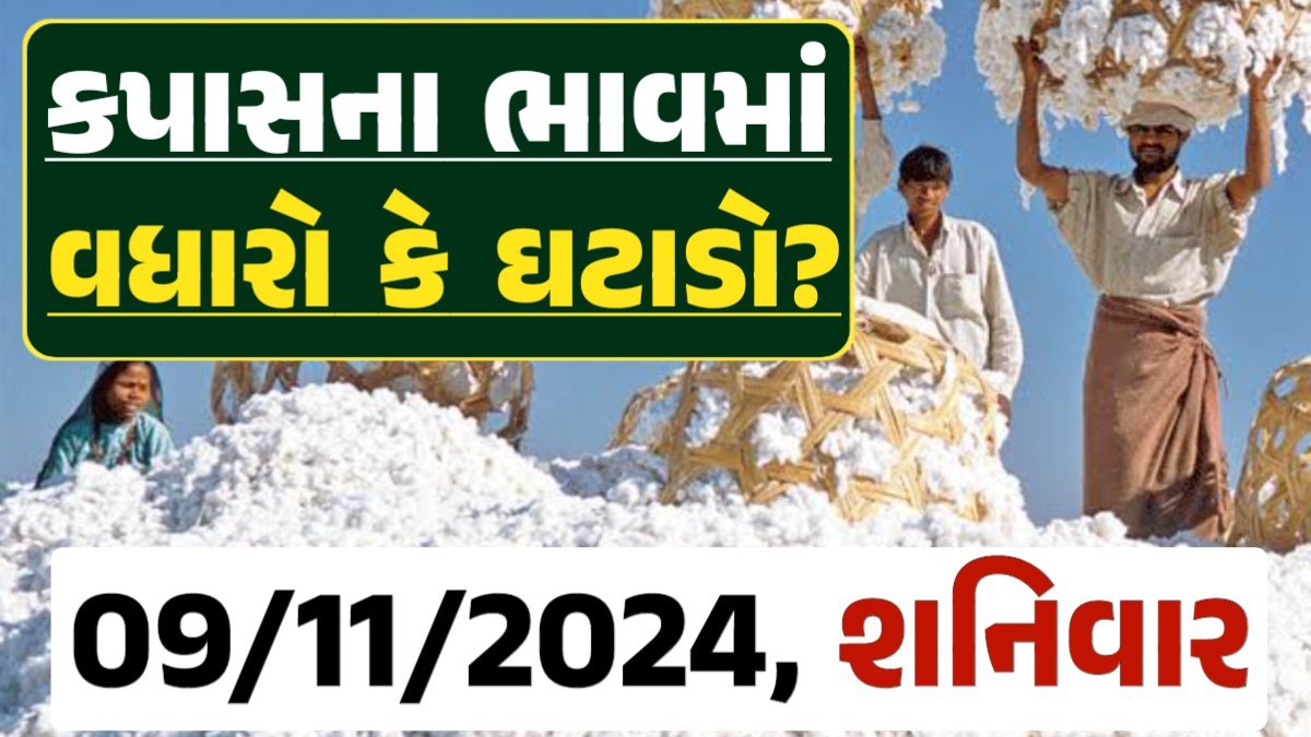 Cotton Price 09-11-2024 કપાસ બજાર ભાવ gkmarugujarat.com