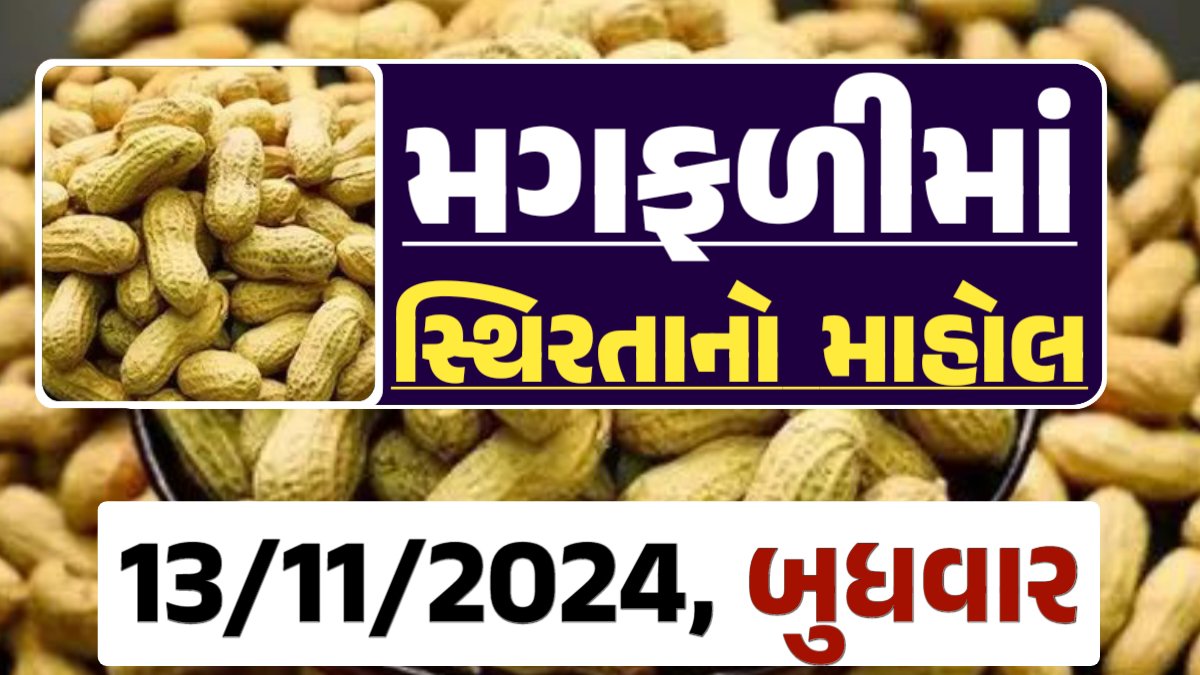 મગફળી ના બજારભાવ - Today Magfali Price 13-11-2024 જાડી મગફળીના આજના બજાર ભાવ અને જીણી મગફળી ના આજના બજાર ઉંચો ભાવ